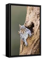 Grey Squirrel Looking Out from Hole in Tree-null-Framed Stretched Canvas