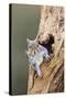 Grey Squirrel Looking Out from Hole in Tree-null-Stretched Canvas