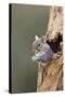 Grey Squirrel Looking Out from Hole in Tree-null-Stretched Canvas