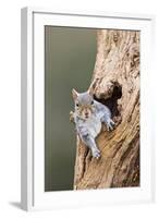 Grey Squirrel Looking Out from Hole in Tree-null-Framed Photographic Print