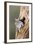 Grey Squirrel Looking Out from Hole in Tree-null-Framed Photographic Print