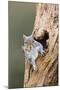 Grey Squirrel Looking Out from Hole in Tree-null-Mounted Photographic Print
