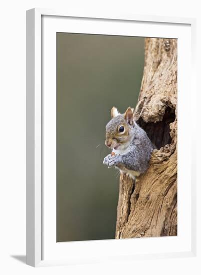 Grey Squirrel Looking Out from Hole in Tree-null-Framed Photographic Print