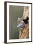 Grey Squirrel Looking Out from Hole in Tree-null-Framed Photographic Print