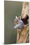 Grey Squirrel Looking Out from Hole in Tree-null-Mounted Photographic Print