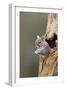 Grey Squirrel Looking Out from Hole in Tree-null-Framed Photographic Print