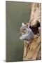 Grey Squirrel Looking Out from Hole in Tree-null-Mounted Photographic Print