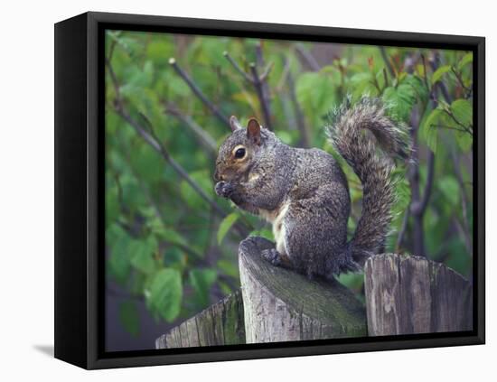 Grey Squirrel on Fencepost-Adam Jones-Framed Stretched Canvas