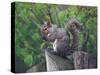 Grey Squirrel on Fencepost-Adam Jones-Stretched Canvas