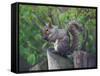 Grey Squirrel on Fencepost-Adam Jones-Framed Stretched Canvas