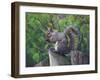 Grey Squirrel on Fencepost-Adam Jones-Framed Premium Photographic Print