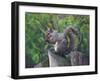 Grey Squirrel on Fencepost-Adam Jones-Framed Premium Photographic Print