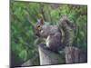 Grey Squirrel on Fencepost-Adam Jones-Mounted Premium Photographic Print
