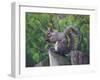 Grey Squirrel on Fencepost-Adam Jones-Framed Photographic Print