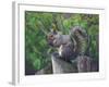 Grey Squirrel on Fencepost-Adam Jones-Framed Photographic Print