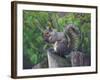 Grey Squirrel on Fencepost-Adam Jones-Framed Photographic Print