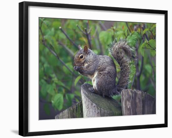 Grey Squirrel on Fencepost-Adam Jones-Framed Photographic Print