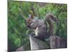 Grey Squirrel on Fencepost-Adam Jones-Mounted Photographic Print