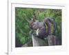 Grey Squirrel on Fencepost-Adam Jones-Framed Photographic Print