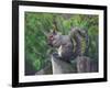 Grey Squirrel on Fencepost-Adam Jones-Framed Photographic Print