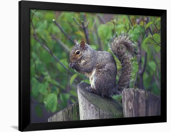 Grey Squirrel on Fencepost-Adam Jones-Framed Photographic Print