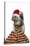 Grey Squirrel on Pyramid of Hazelnuts-null-Stretched Canvas