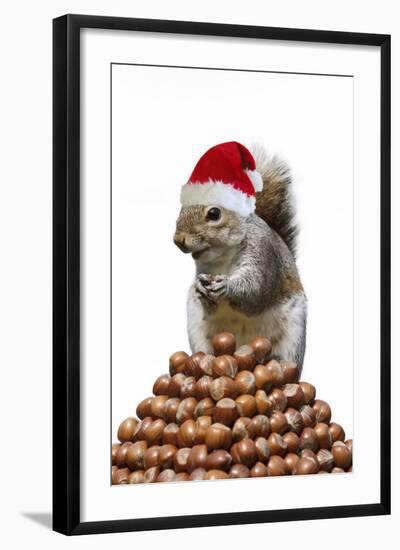 Grey Squirrel on Pyramid of Hazelnuts-null-Framed Photographic Print