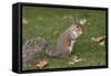 Grey Squirrel (Sciurus Carolinensis) Biting into a Peach Stone Left by a Tourist-Nick Upton-Framed Stretched Canvas