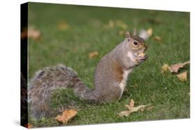 Grey Squirrel (Sciurus Carolinensis) Biting into a Peach Stone Left by a Tourist-Nick Upton-Stretched Canvas