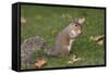 Grey Squirrel (Sciurus Carolinensis) Biting into a Peach Stone Left by a Tourist-Nick Upton-Framed Stretched Canvas