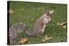 Grey Squirrel (Sciurus Carolinensis) Biting into a Peach Stone Left by a Tourist-Nick Upton-Stretched Canvas