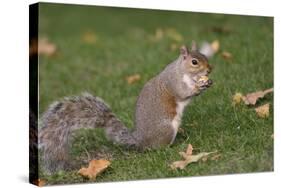 Grey Squirrel (Sciurus Carolinensis) Biting into a Peach Stone Left by a Tourist-Nick Upton-Stretched Canvas