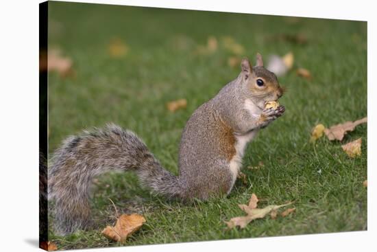 Grey Squirrel (Sciurus Carolinensis) Biting into a Peach Stone Left by a Tourist-Nick Upton-Stretched Canvas