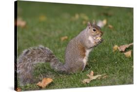 Grey Squirrel (Sciurus Carolinensis) Biting into a Peach Stone Left by a Tourist-Nick Upton-Stretched Canvas