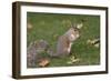 Grey Squirrel (Sciurus Carolinensis) Biting into a Peach Stone Left by a Tourist-Nick Upton-Framed Photographic Print