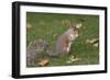 Grey Squirrel (Sciurus Carolinensis) Biting into a Peach Stone Left by a Tourist-Nick Upton-Framed Photographic Print