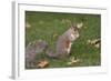 Grey Squirrel (Sciurus Carolinensis) Biting into a Peach Stone Left by a Tourist-Nick Upton-Framed Photographic Print