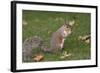 Grey Squirrel (Sciurus Carolinensis) Biting into a Peach Stone Left by a Tourist-Nick Upton-Framed Photographic Print