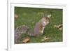 Grey Squirrel (Sciurus Carolinensis) Biting into a Peach Stone Left by a Tourist-Nick Upton-Framed Photographic Print