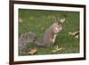 Grey Squirrel (Sciurus Carolinensis) Biting into a Peach Stone Left by a Tourist-Nick Upton-Framed Photographic Print