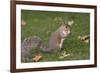 Grey Squirrel (Sciurus Carolinensis) Biting into a Peach Stone Left by a Tourist-Nick Upton-Framed Photographic Print