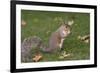 Grey Squirrel (Sciurus Carolinensis) Biting into a Peach Stone Left by a Tourist-Nick Upton-Framed Photographic Print