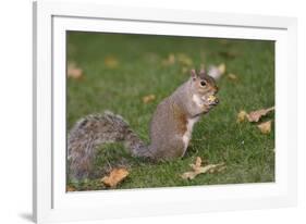 Grey Squirrel (Sciurus Carolinensis) Biting into a Peach Stone Left by a Tourist-Nick Upton-Framed Photographic Print