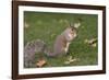 Grey Squirrel (Sciurus Carolinensis) Biting into a Peach Stone Left by a Tourist-Nick Upton-Framed Photographic Print