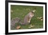Grey Squirrel (Sciurus Carolinensis) Biting into a Peach Stone Left by a Tourist-Nick Upton-Framed Photographic Print