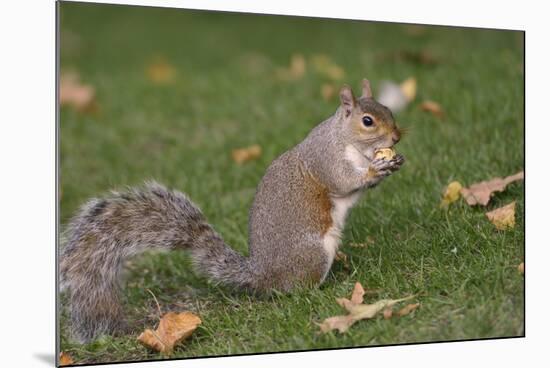 Grey Squirrel (Sciurus Carolinensis) Biting into a Peach Stone Left by a Tourist-Nick Upton-Mounted Photographic Print