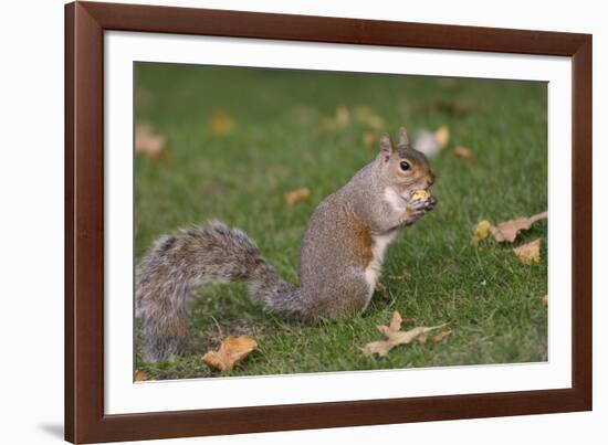 Grey Squirrel (Sciurus Carolinensis) Biting into a Peach Stone Left by a Tourist-Nick Upton-Framed Photographic Print