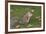 Grey Squirrel (Sciurus Carolinensis) Biting into a Peach Stone Left by a Tourist-Nick Upton-Framed Photographic Print