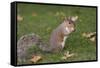 Grey Squirrel (Sciurus Carolinensis) Biting into a Peach Stone Left by a Tourist-Nick Upton-Framed Stretched Canvas