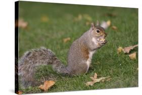 Grey Squirrel (Sciurus Carolinensis) Biting into a Peach Stone Left by a Tourist-Nick Upton-Stretched Canvas